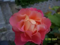 100_2120.webp