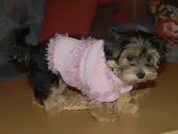 coco anzug1.webp