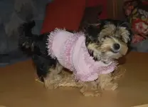 coco lacht.webp