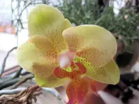 Gelbe Orchie.webp