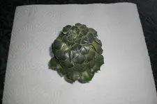 CIMG1670 -----.webp