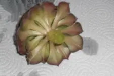 CIMG1673 ---.webp