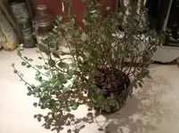 Foto0720.webp