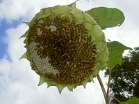 tn_Blumen + Pflanzen alt 031 v.webp