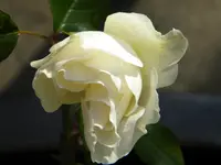 DSCN1126.webp
