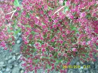 PIC_0044.webp