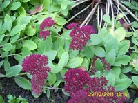 PIC_0042.webp
