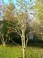 baum1.webp