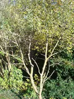 baum2.webp