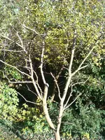 baum3.webp