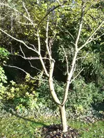baum4.webp