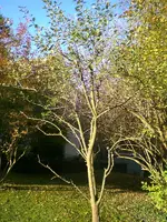 baum5.webp