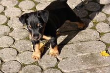 Branko 29.10 (5).webp