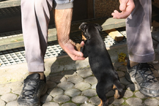 Branko 29.10 (6).webp