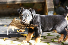 Branko 29.10 (11).webp