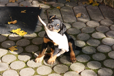 Branko 29.10 (9).webp