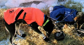 2 Hunde.webp