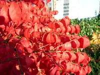 SN859530.webp
