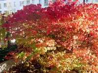 SN859533.webp