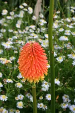 IMG_5523 (Individuell) (Groß).webp