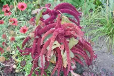 IMG_5524 (Individuell) (Groß).webp