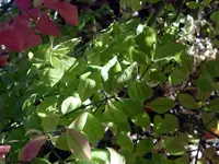 SN859539.webp