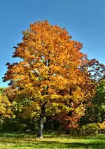 DSC_3678 Goldener Oktober.webp