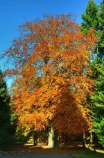 DSC_3750 Goldener Oktober.webp