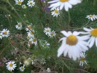 k-DSCF0019.webp