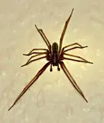 P8047856 Winkelspinne.webp