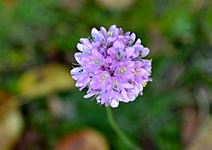 DSC_3805 kleine Blume.webp