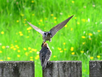 tn_Copy of IMG_7655 v.webp