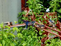 Schwalben0018.webp