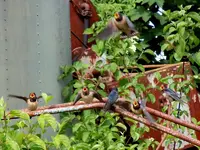 Schwalben0022.webp
