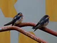 Schwalben0073.webp