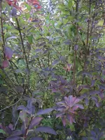 IMG_7288.webp