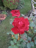 IMG_7290.webp