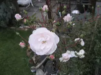 IMG_7314.webp