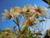 Clematis440.webp