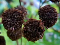 Rainfarn356.webp