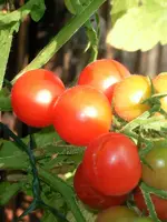 rose_quartz_multiflora.webp rose_quartz_multiflora.webp