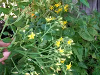 multiflora_1.webp multiflora_1.webp