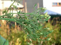 multiflora_2.webp multiflora_2.webp