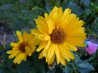 Sonnenauge492.webp