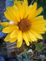 Sonnenauge477.webp
