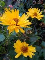 Sonnenauge480.webp