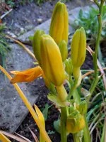 Taglilie479.webp