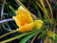 Taglilie481.webp