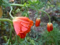 Mohn042.webp