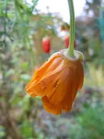 Mohn044.webp